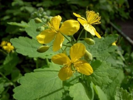 Flores de herba de celidonia para verrugas