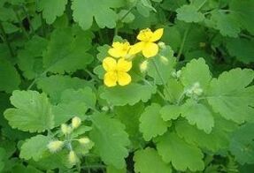 Herba de celidonia para verrugas