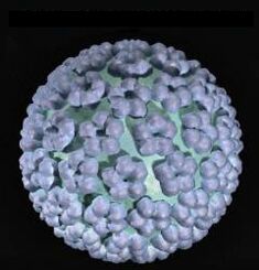 Virus do papiloma humano